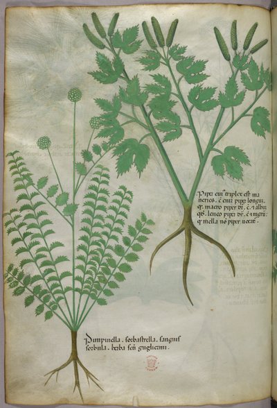 Ilustração botânica, c.1440 (tinta e cor sobre velino) de Italian School