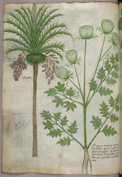 Ilustração botânica, c.1440 (tinta e cor sobre velino) de Italian School