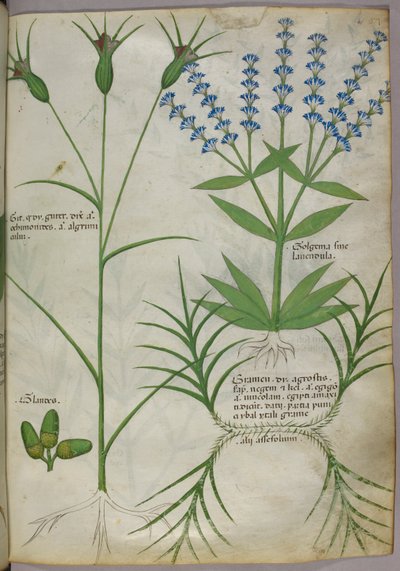 Ilustração botânica, c.1440 (pergaminho), c.1440 (tinta e cor sobre velino) de Italian School