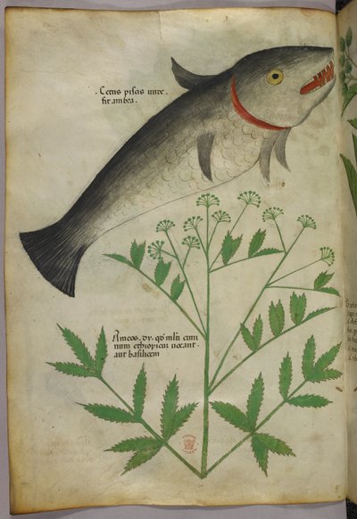 Ilustração botânica de uma planta e um peixe, c.1440 (tinta e cor sobre velino) de Italian School