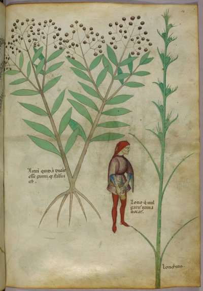 Ilustração botânica de uma planta e um homem urinando em uma panela, c.1440 (tinta e cor no papel) de Italian School