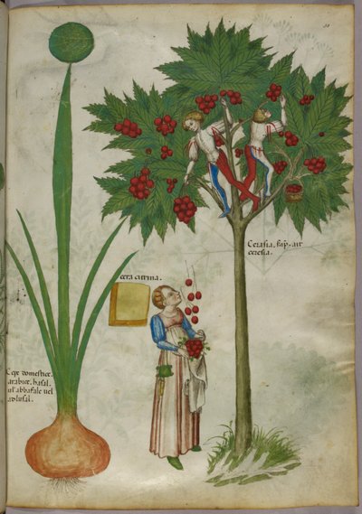 Ilustração botânica de uma planta e de rapazes que se encontram nos ramos de uma árvore de fruto, colhendo frutos e atirando-os a uma mulher que se encontra por baixo, c.1440 (tinta e cor sobre velino) de Italian School