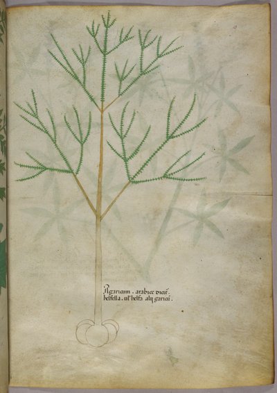 Ilustração botânica de uma planta, c.1440 (tinta e cor sobre velino) de Italian School