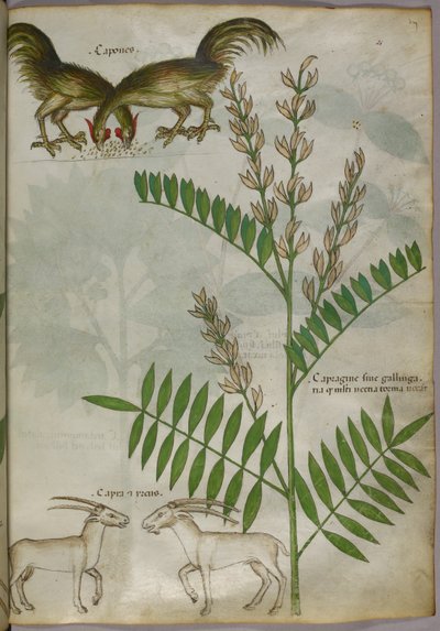 Ilustração botânica de uma planta, duas cabras e dois pássaros, c.1440 (tinta e cor sobre velino) de Italian School
