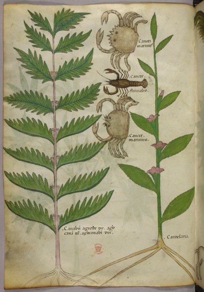 Ilustração botânica de caranguejos e um escorpião, c.1440 (tinta e cor sobre velino) de Italian School