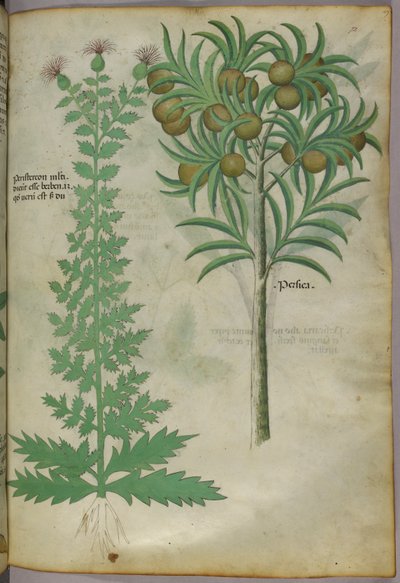 Ilustração botânica do meloeiro, c.1440 (tinta e cor sobre velino) de Italian School