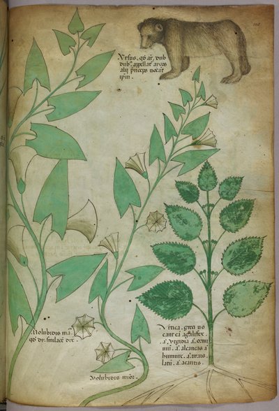 Ilustração botânica de uma planta com um urso, c.1440 (tinta e cor sobre velino) de Italian School