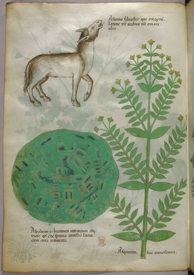 Ilustração botânica de uma planta com um cavalo, c.1440 (tinta e cor sobre velino) de Italian School