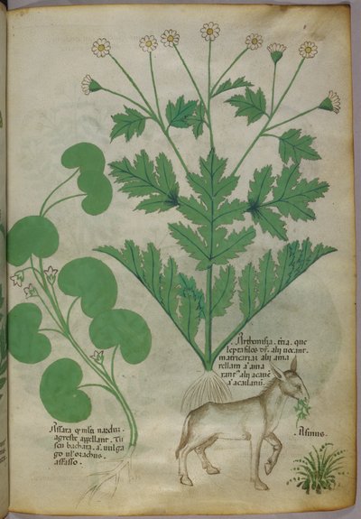 Ilustração botânica de plantas e um burro, c.1440 (tinta e cor sobre velino) de Italian School