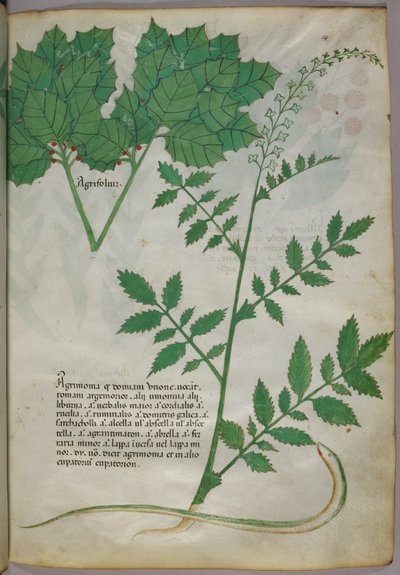 Ilustração botânica de plantas e uma serpente, c.1440 (tinta e cor sobre velino) de Italian School
