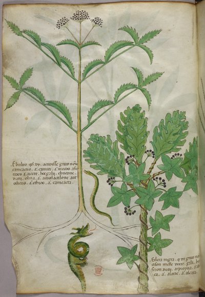 Ilustração botânica de plantas e uma serpente, c.1440 (tinta e cor sobre velino) de Italian School