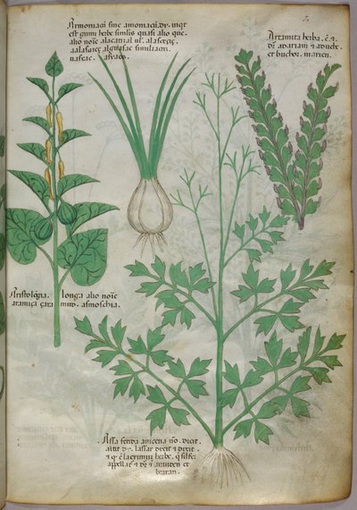 Ilustração botânica de plantas, c.1440 (tinta e cor sobre velino) de Italian School