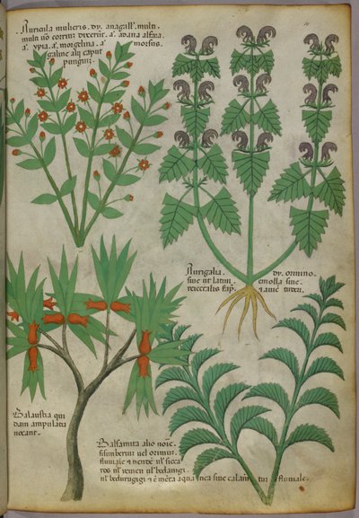 Ilustração botânica de plantas, c.1440 (tinta e cor sobre velino) de Italian School