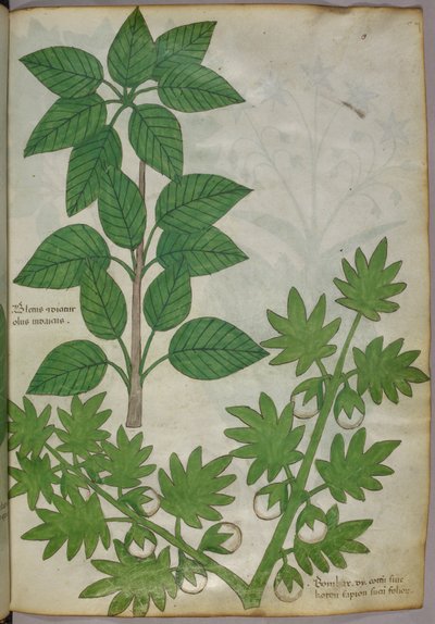 Ilustração botânica de plantas, c.1440 (tinta e cor sobre velino) de Italian School