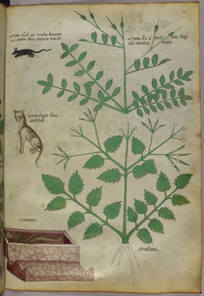 Ilustração botânica de plantas com um leopardo, um rato e um cadáver, c.1440 (tinta e cor sobre velino) de Italian School