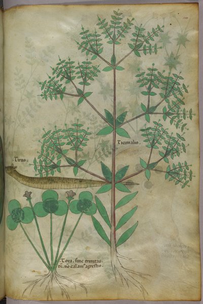 Ilustração botânica de plantas com um animal, c.1440 (tinta e cor sobre velino) de Italian School