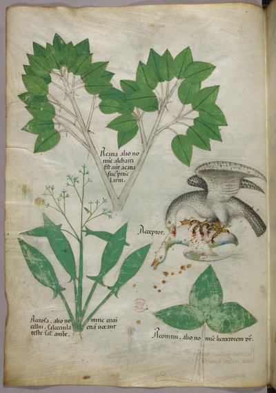 Ilustração botânica com ilustração de um pássaro a matar um outro pássaro, c.1440 (tinta e cor sobre velino) de Italian School