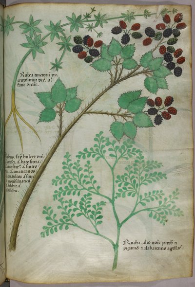 Ilustrações botânicas de madder [rubea]; blackberry [rubus]; rue [ruta], c.1440 (tinta e cor sobre velino) de Italian School