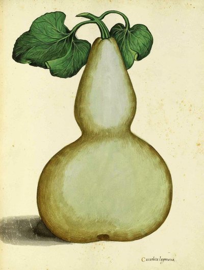 Calabash por Ulisse Aldrovandi de Italian School
