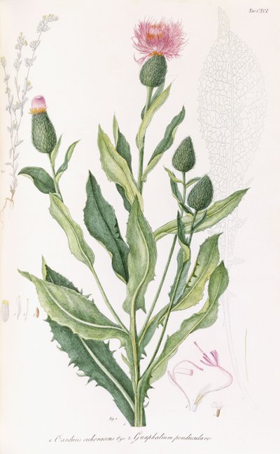 Cardus cichoraceus e Gnaphalium penduculare, 1811-1838 de Italian School