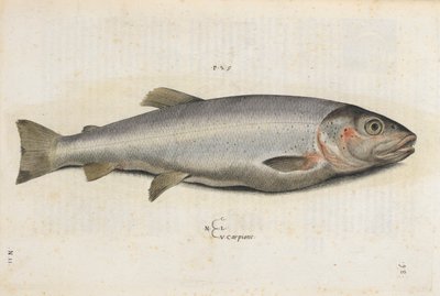 Peixe carpione, ilustração de 