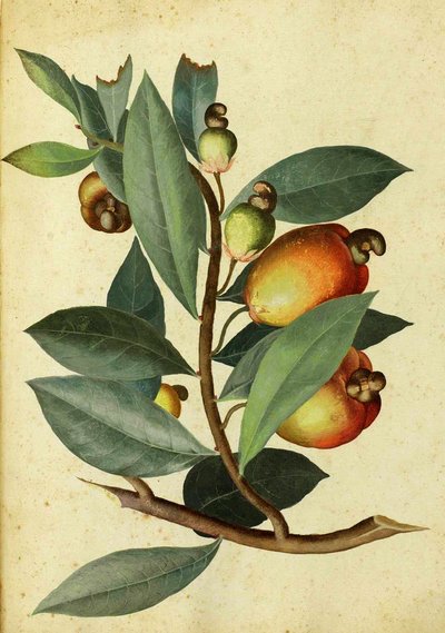 Caju por Ulisse Aldrovandi de Italian School
