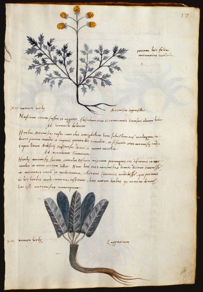 Bacalhau. 2377 Artemisia e lapparium, plantas medicinais de um 