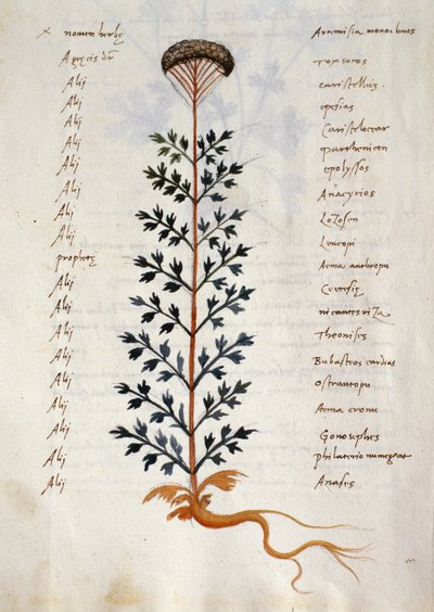 Bacalhau. CCXXXVII Artemísia, planta medicinal de um 
