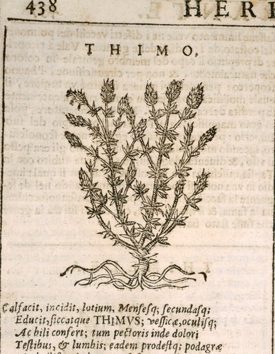 Tomilho comum (Thymus vulgaris), gravura da Castore Durante de Italian School