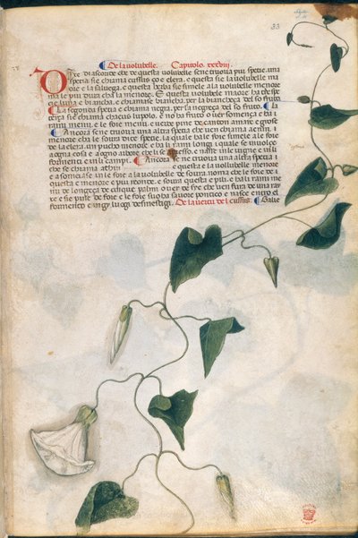 Planta Convolvulus, ilustração de 