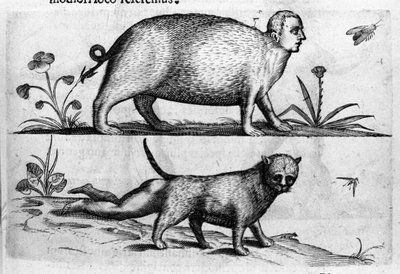 Diferentes tipos de monstros humanos: o manticore você um gato com pernas de criança. Gravura de "De monstrorum natura, causis et differentiis" de Fortunio Liceti (1577-1656), cientista italiano. 1646 de Italian School