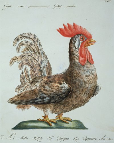 Galo de anão, c.1767-76 (gravura colorida à mão) de Italian School