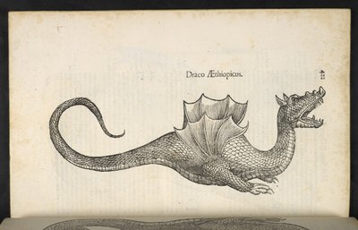 Dragão Etíope, 