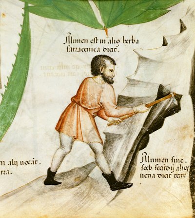Extraindo Alúmen, c.1440 (lito colorido) de Italian School