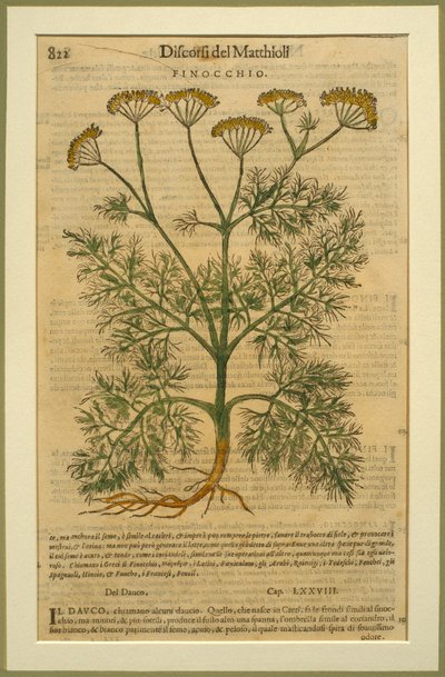 Funcho, um prato botânico do Discorsi de Pietro Andrea Mattioli (1501-77) publicado em Veneza, 1570 de Italian School