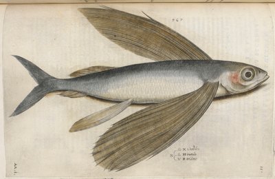 Peixe-voador, ilustração de 