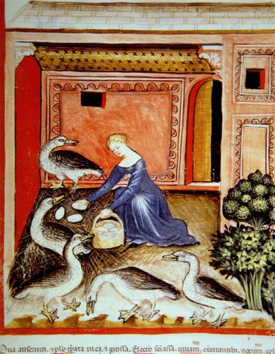 Fol.66r Criação de gansos, ilustração de Tacuinum Santiatis Codex Vindobonensis de Italian School