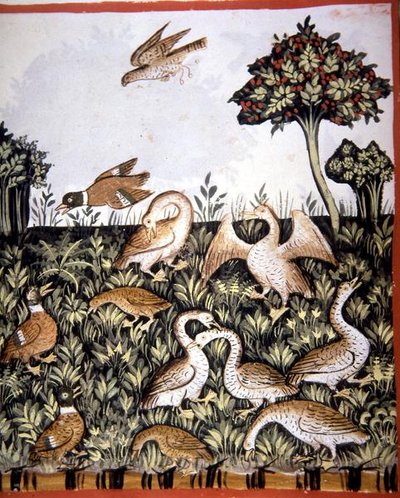Fol.69v Patos e Gansos, ilustração de 