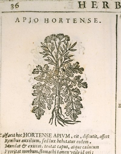Salsa de Jardim (Petroselinum crispum), gravada pela Castore Durante de Italian School