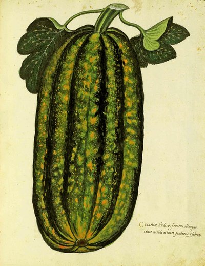 Green Oblong Squash por Ulisse Aldrovandi (1522 - 1605) prato publicado em Piante Fiori Frutti (gravura colorida à mão). de Italian School