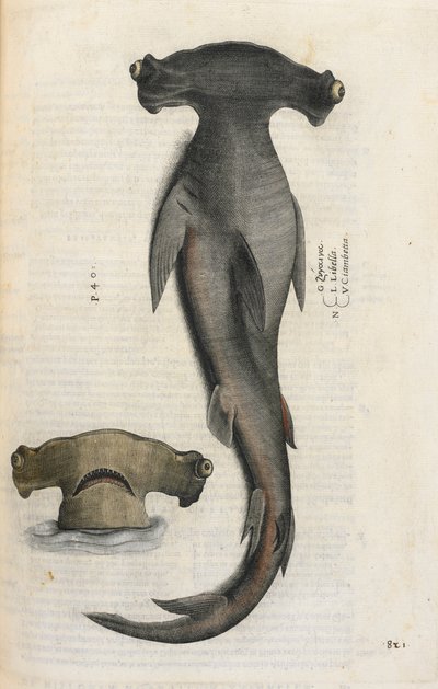 Tubarão-martelo, ilustração de 