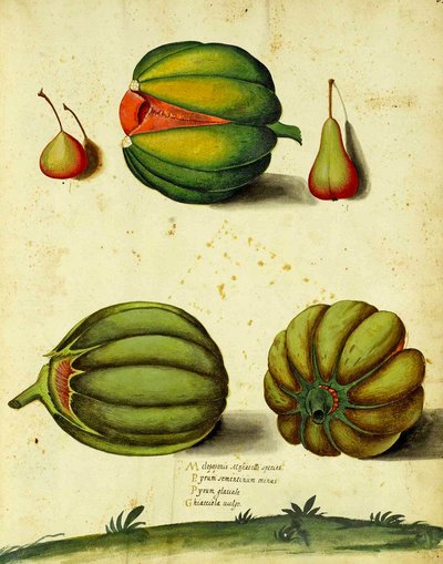 Squash da herança por Ulisse Aldrovandi de Italian School