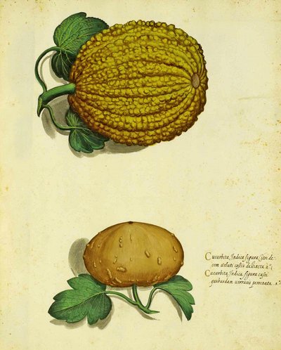 Squash da herança por Ulisse Aldrovandi de Italian School