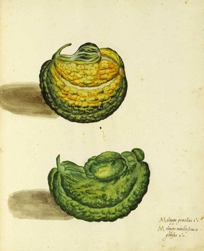 Squash da herança por Ulisse Aldrovandi de Italian School