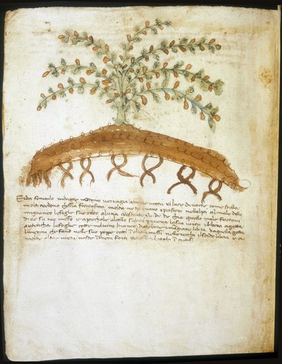 Herbário do século XIV. Biblioteca Municipal de Rimini. de Italian School