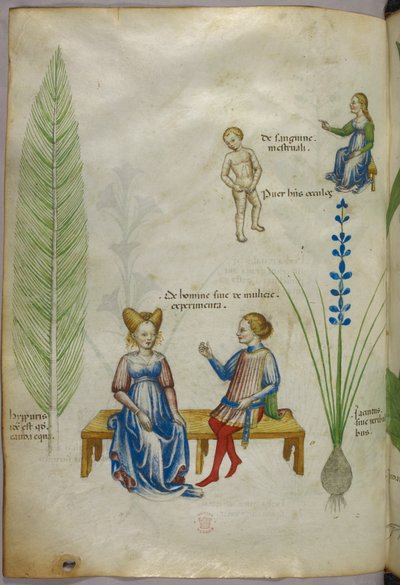 Ilustração de cavalinha [hyppuris], e íris [ jacintus]; figuras representando aspectos da sexualidade humana, c.1440 (tinta e cor sobre velino) de Italian School