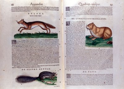 Ilustrações de 