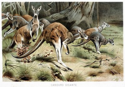 Na Vida dos Animais de Italian School