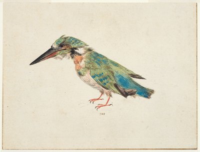 Martim-pescador, c.1650-99 (giz preto, aguarela, aguarela sobre papel vegetal, com linhas de enquadramento a tinta castanha em três margens) de Italian School