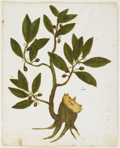 Laurel Tree (Laurus nobilis) (wc e têmpera no papel) de Italian School